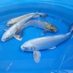 Ghost Koi Ghost Koi